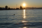 Dog swimming at sunset